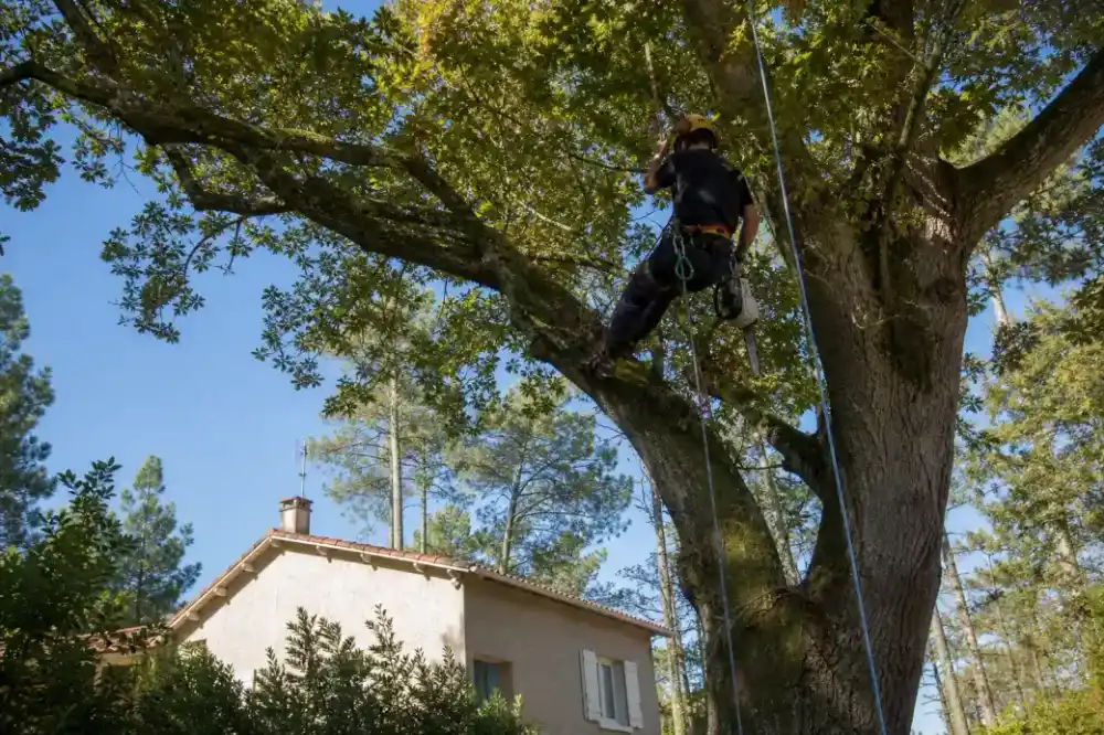 Photo horizontale d'un élagueur sur corde dans un grand arbre feuillu d'un jardin landais, maison en crépi clair et pins maritimes autour, lumière claire d'automne.