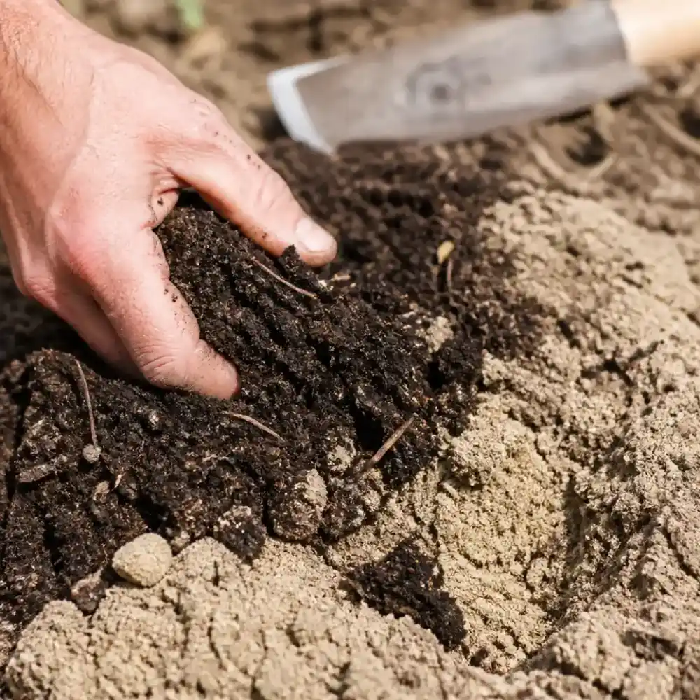 Gros plan sur une main de jardinier mêlant terre végétale sombre et sable clair, montrant l'amendement du sol sableux avant plantation.