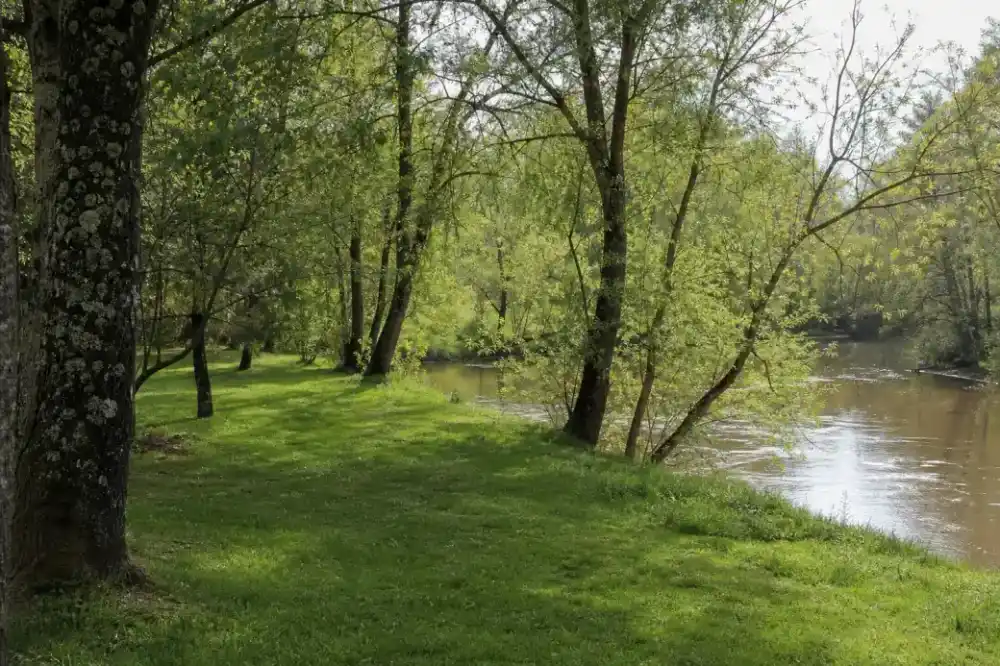 Jardin verdoyant en bord de rivière à Campagne, pelouse fraîche le long de la Midouze, arbres au feuillage tendre, lumière douce d'un matin landais.