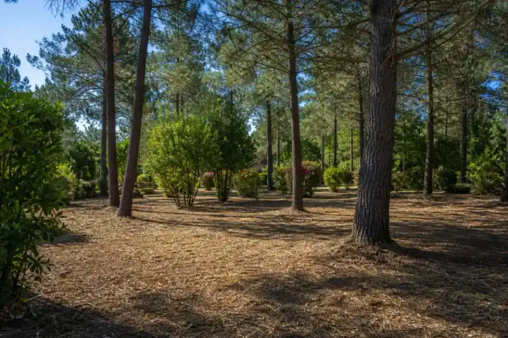 Vue d'un jardin arboré net après passage, branches broyées, pied des arbres dégagé, ambiance ensoleillée du sud-ouest.