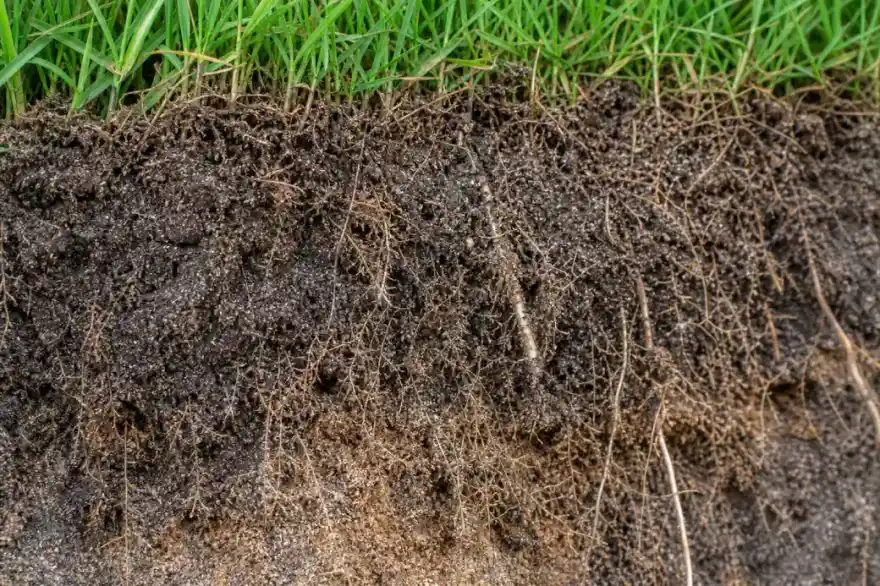 Gros plan sur des racines de gazon profondes dans un sol amendé mêlant terre sombre et sable, illustrant un enracinement durable.