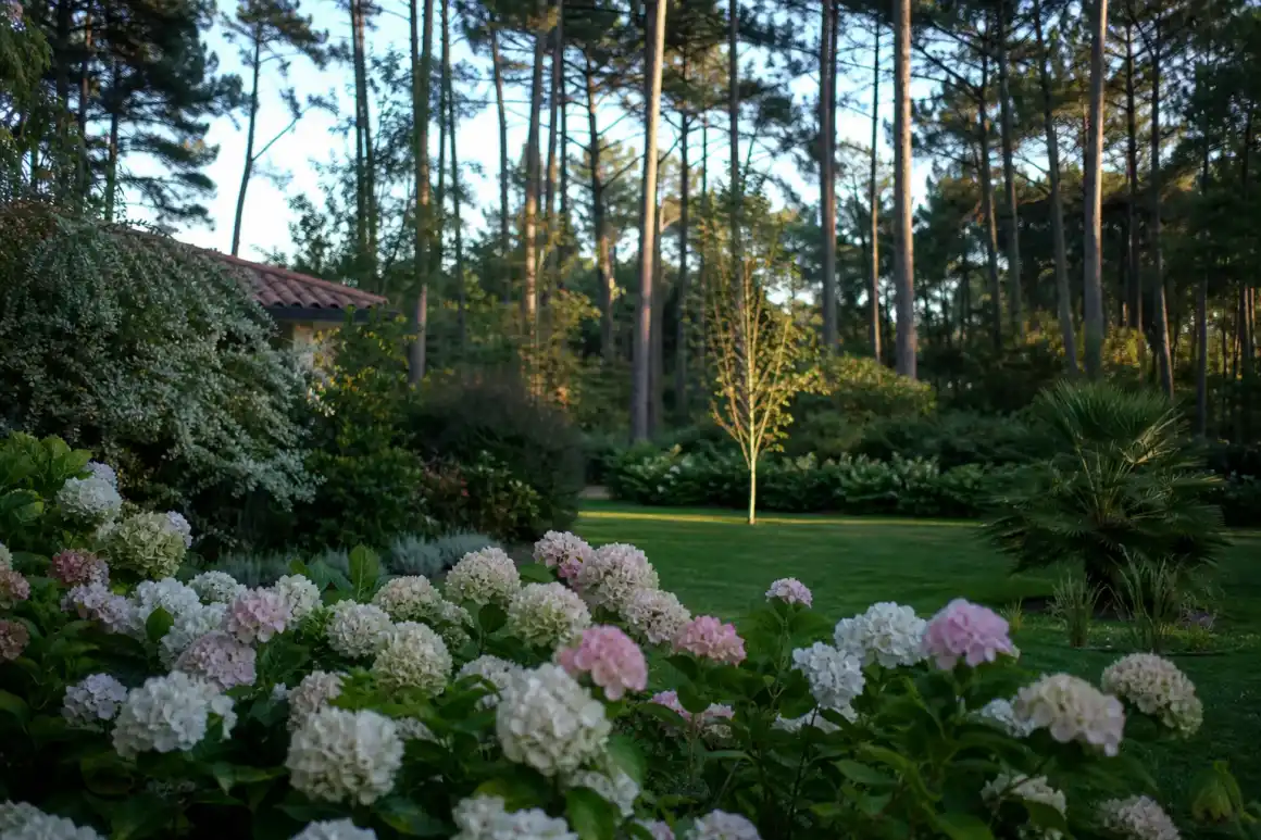 Jardin résidentiel en lisière de pins maritimes à Saint-Pierre-du-Mont, massif d'hortensias au premier plan, lumière douce de fin de journée, cadrage large.
