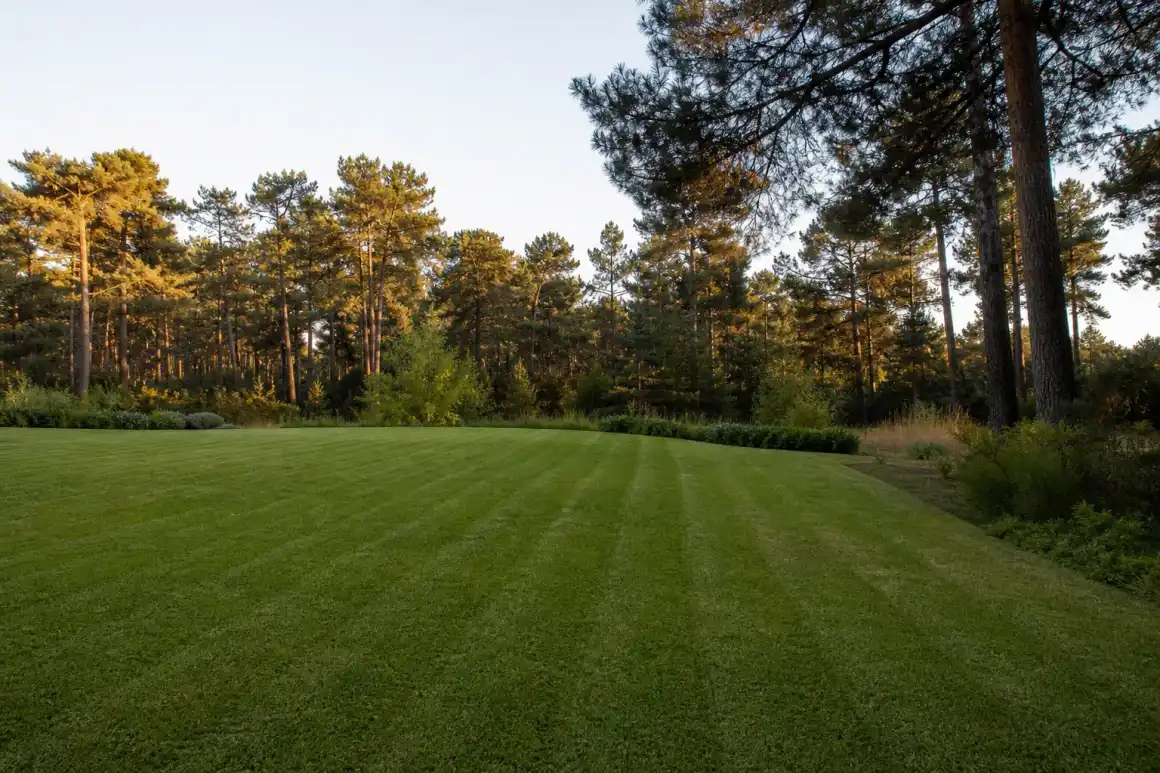 Belle pelouse verte dense et saine à Mont-de-Marsan, rayures de tonte régulières, sol sableux des Landes, lumière de fin de journée.