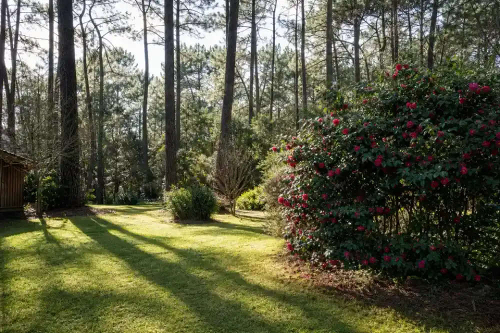Jardin ensoleillé bordé de pins maritimes à Saint-Perdon, pelouse dense sur sol sableux, massif de camélias, ambiance forêt landaise.