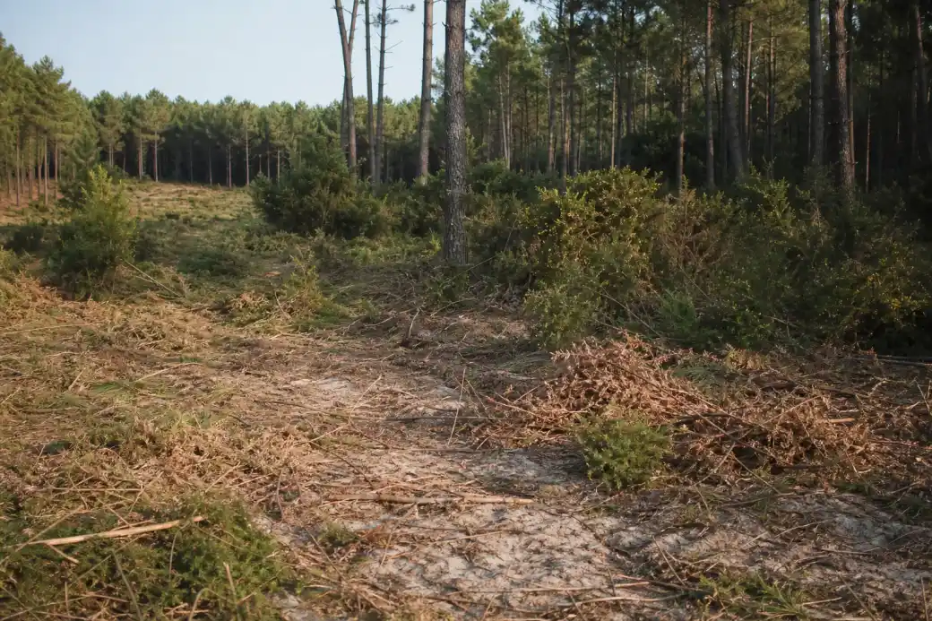 Terrain landais en cours de débroussaillage près de la pinède de pins maritimes, fougères et ajoncs coupés au premier plan, sol sableux clair, lumière chaude de fin d'été autour de Mont-de-Marsan.