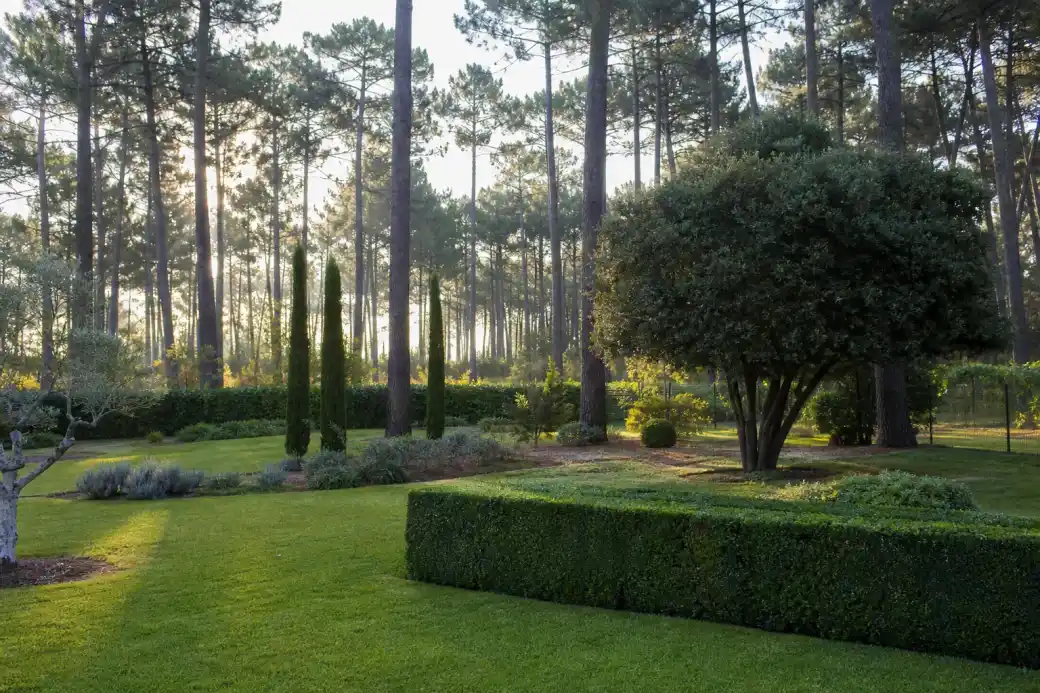 Jardin paysager net à Mont-de-Marsan, pelouse tondue et haies taillées, pins maritimes des Landes en arrière-plan, lumière douce du matin.