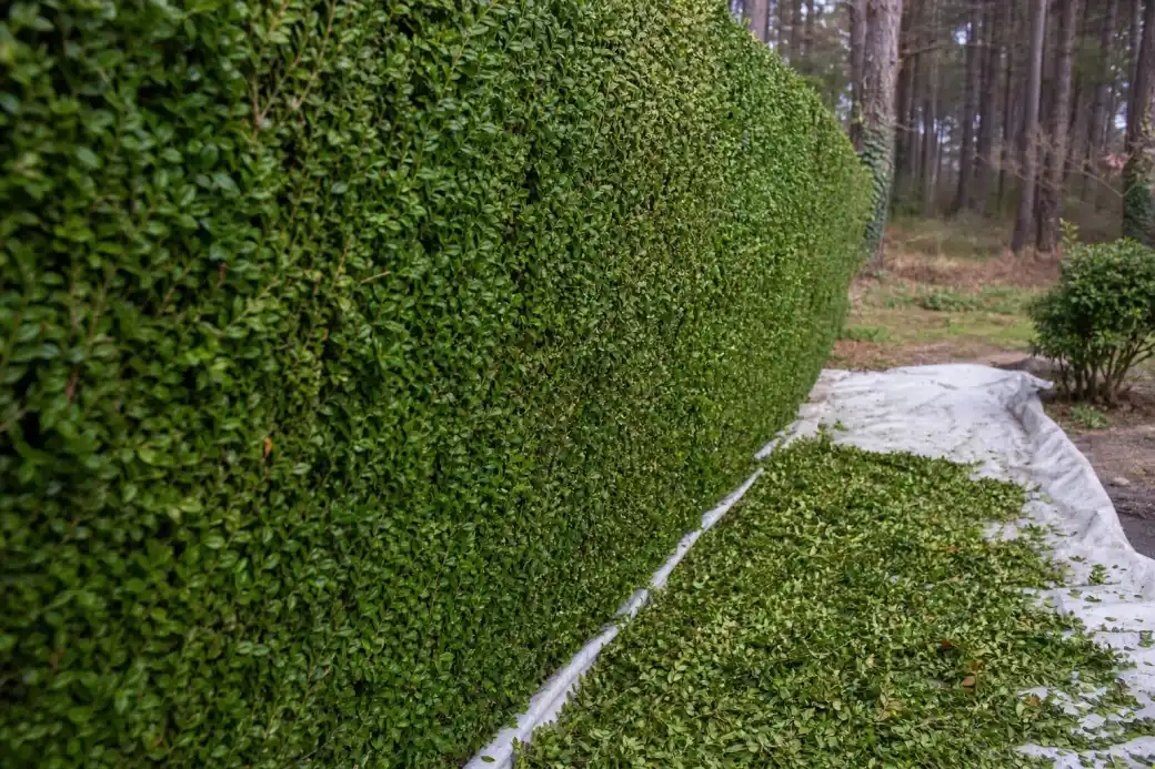 Gros plan sur une face de haie fraîchement taillée, coupe nette et dense, résidus ramassés au pied sur une bâche de chantier.